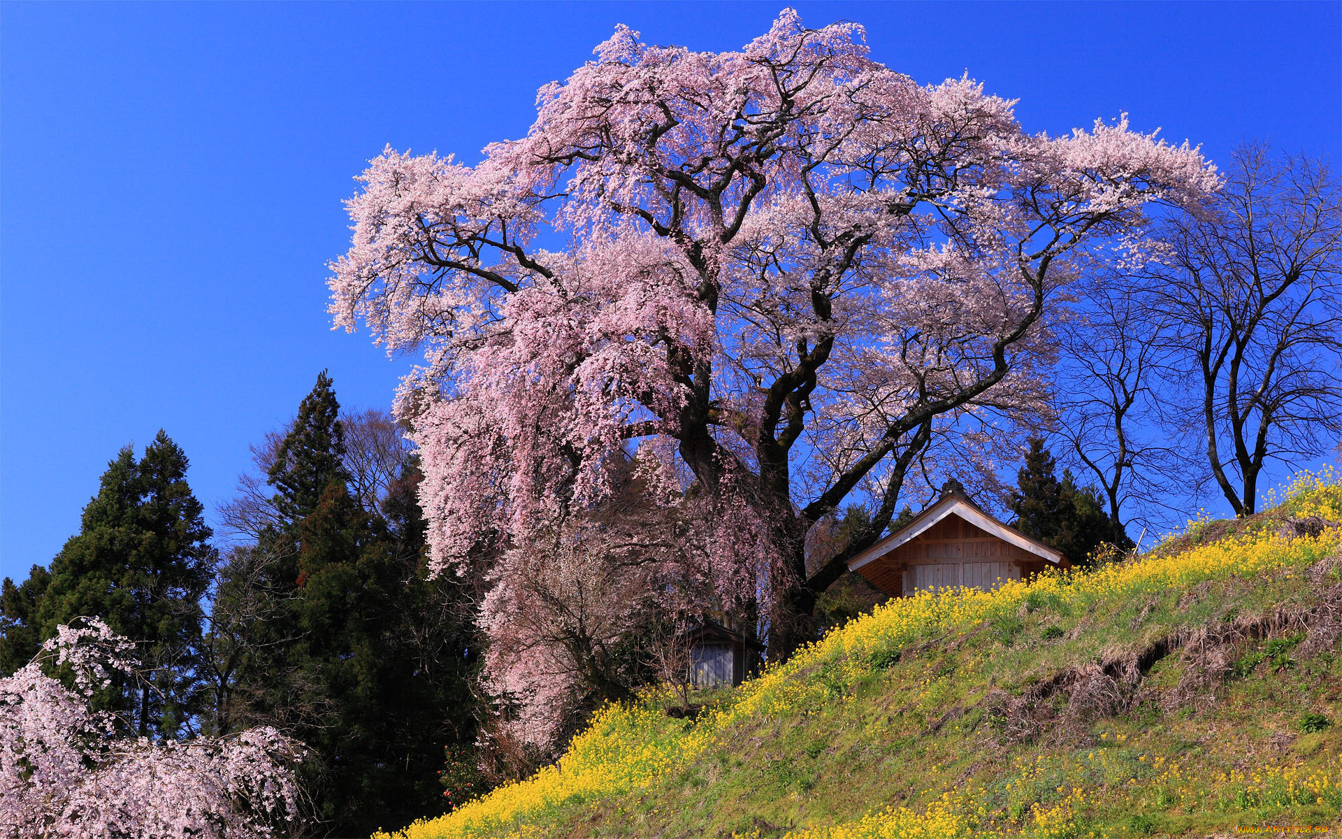 Японская Савойя дерево